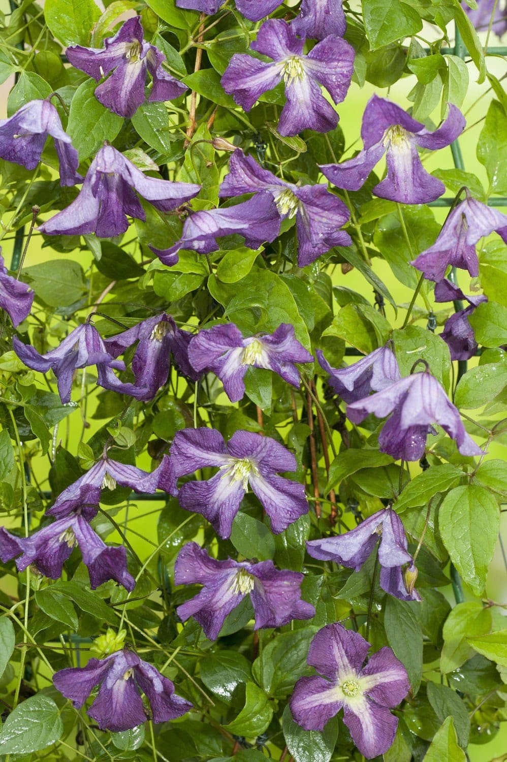 Rosenklematis