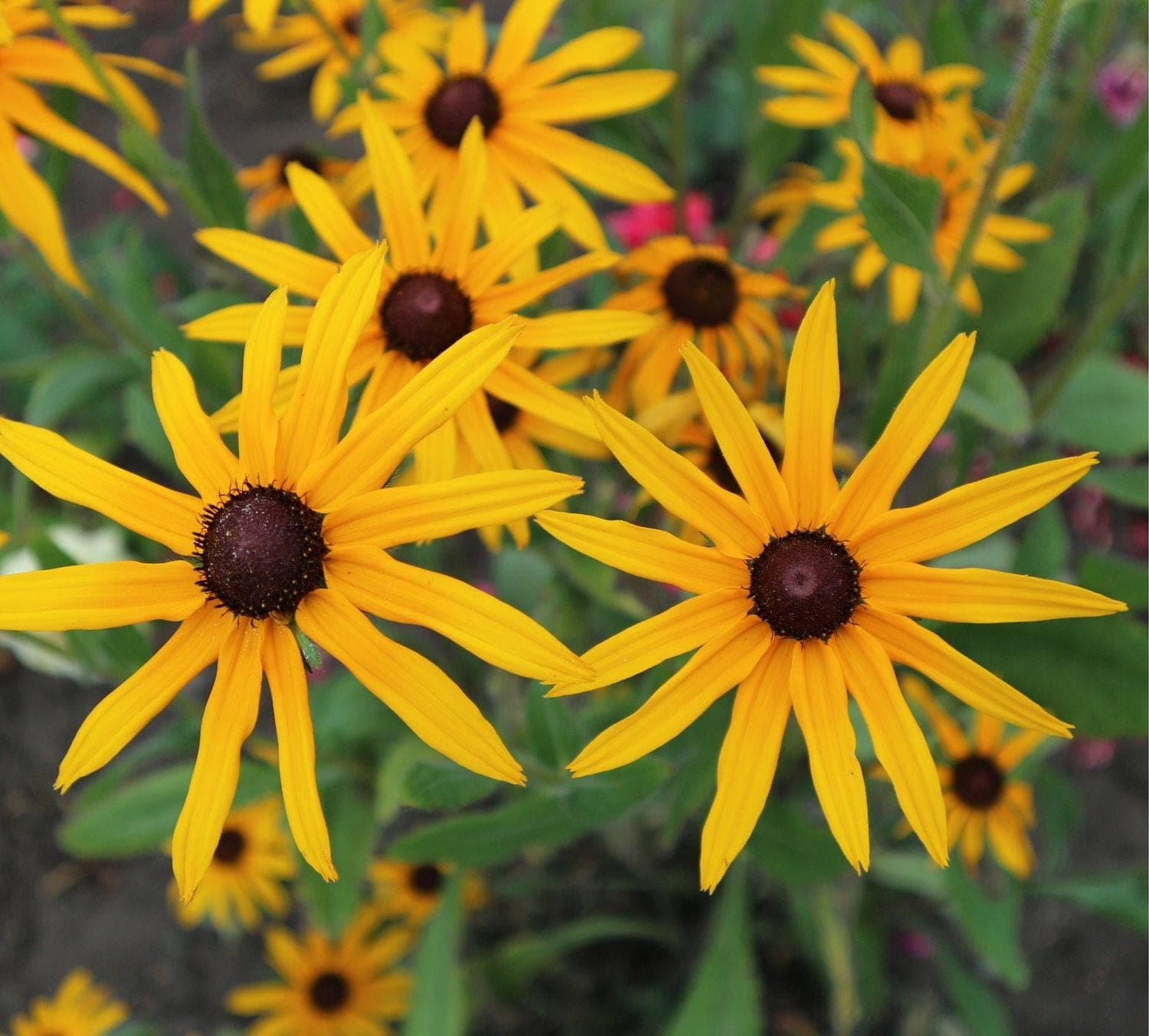Rudbeckia