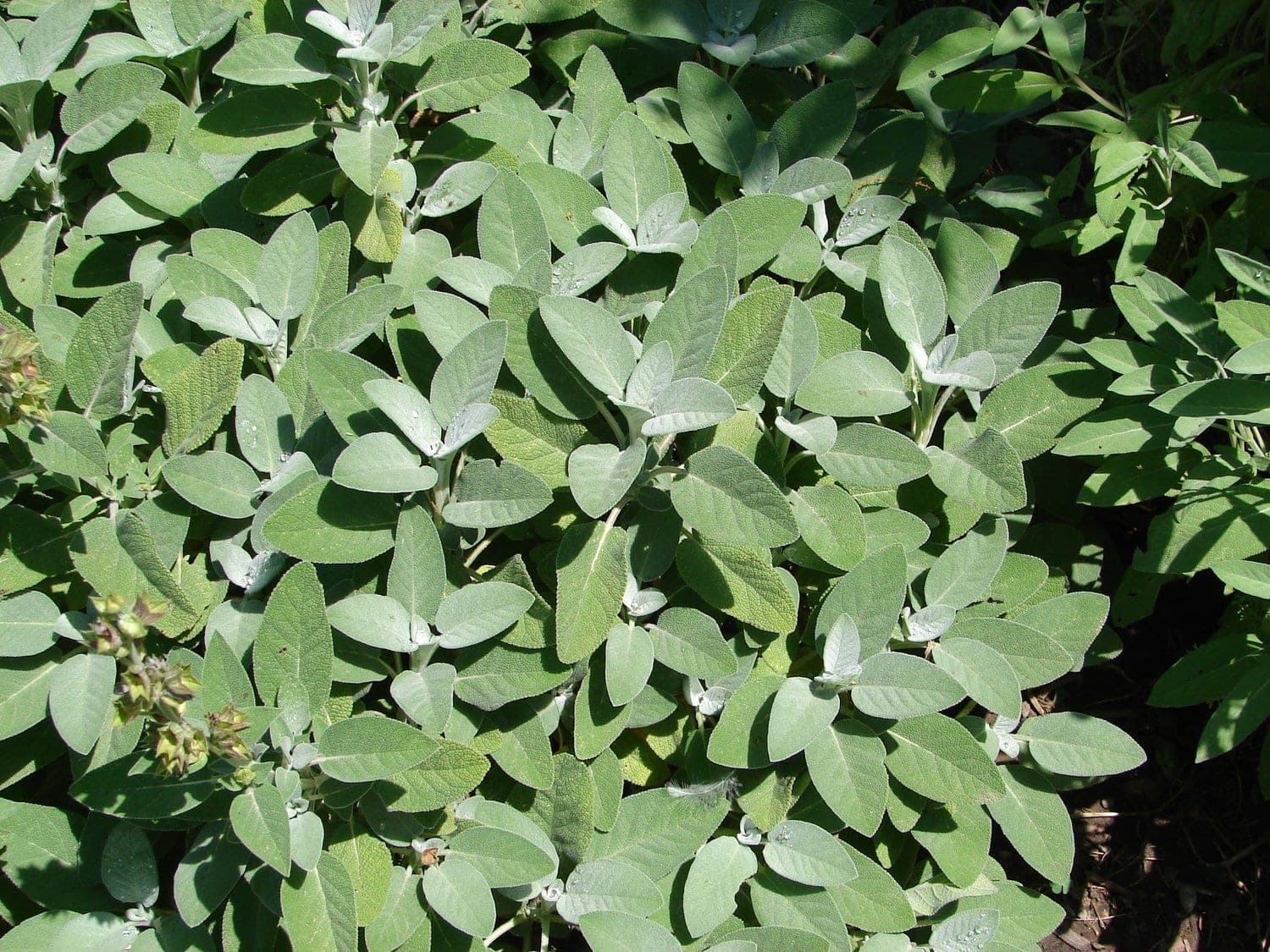 Salvia