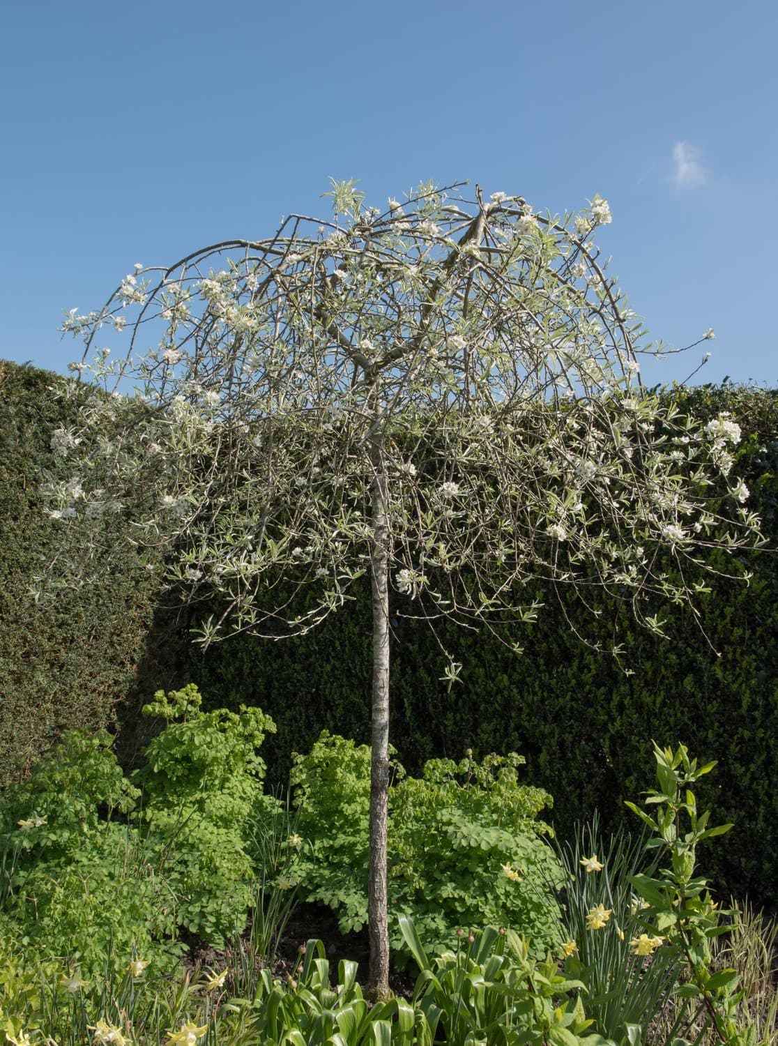 Silverpäron
