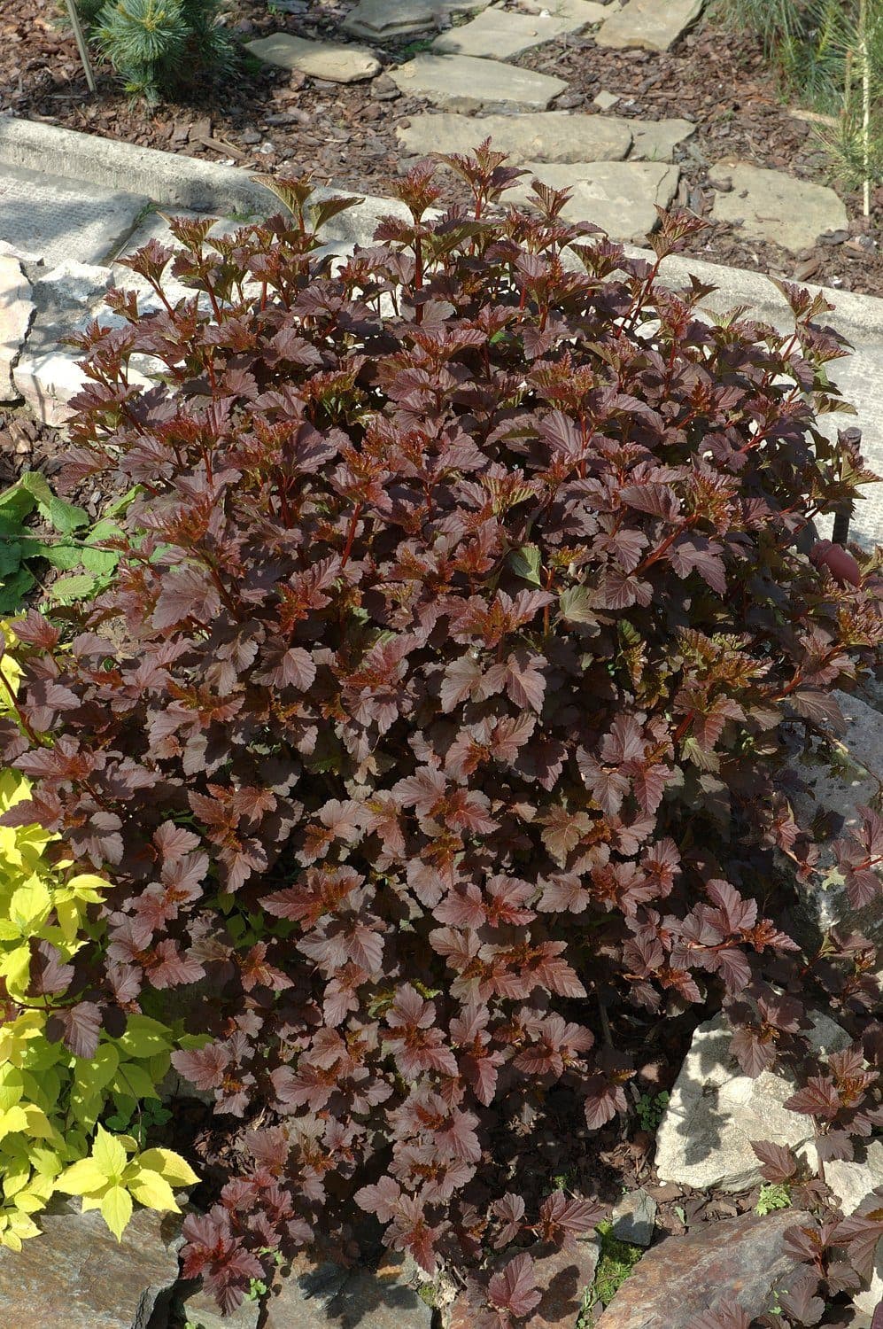 Smällspirea