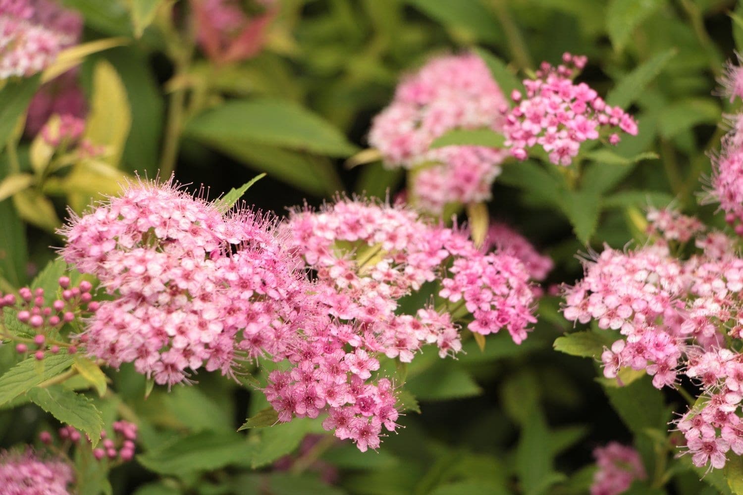 Spirea