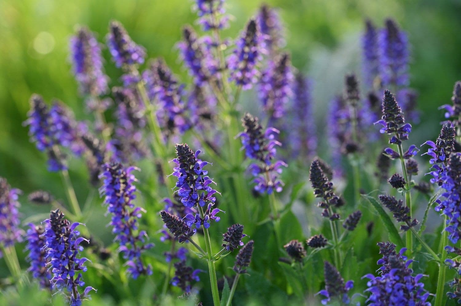 Stäppsalvia hybrid