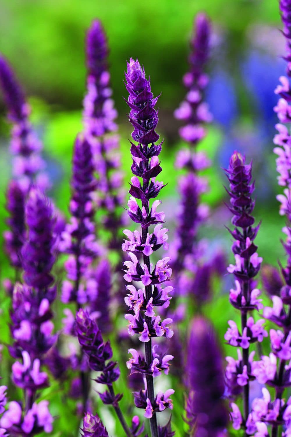 Stäppsalvia