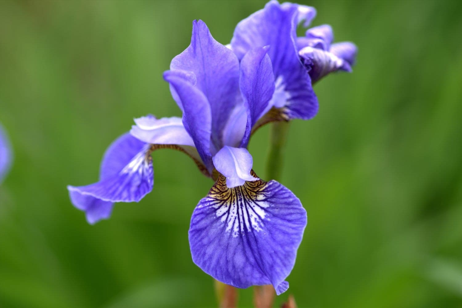 Strandiris