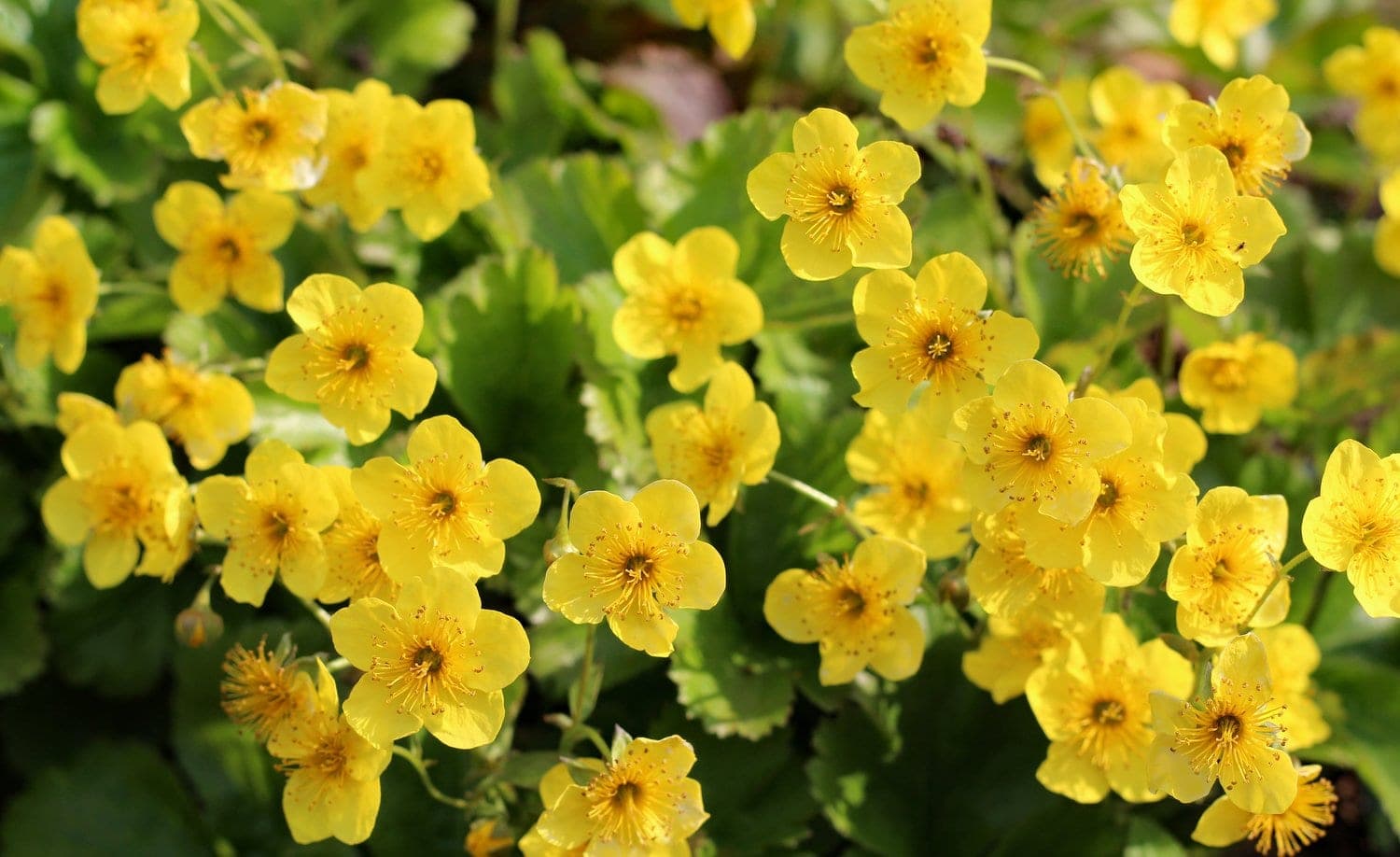 Waldsteinia