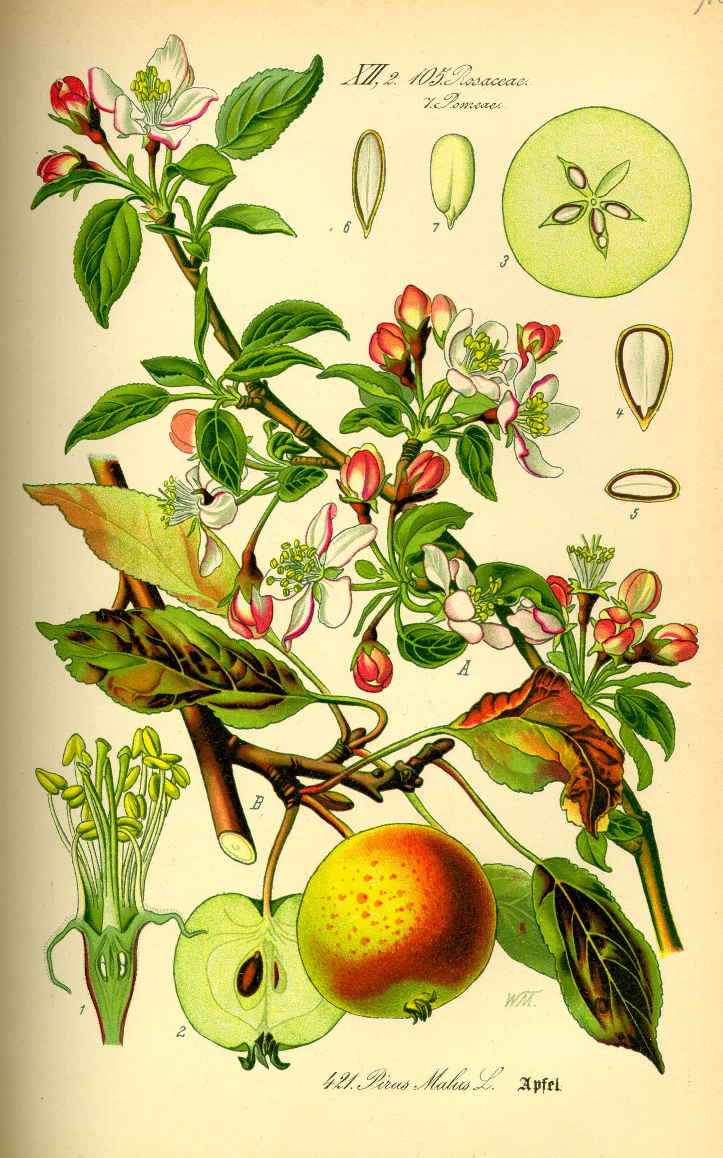 Äpple