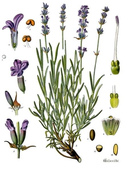 Lavendel kryddväxt