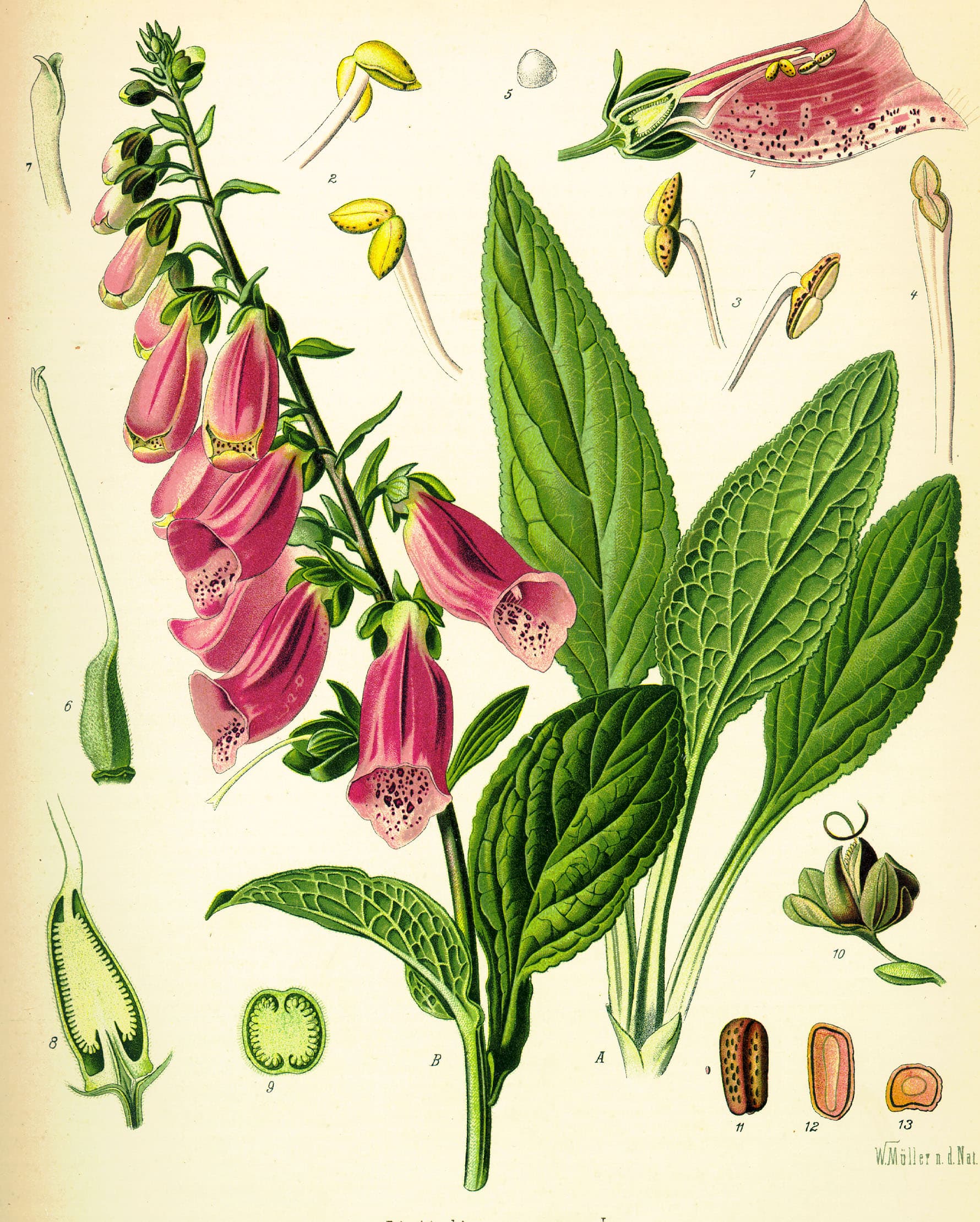 Fingerborgsblomma