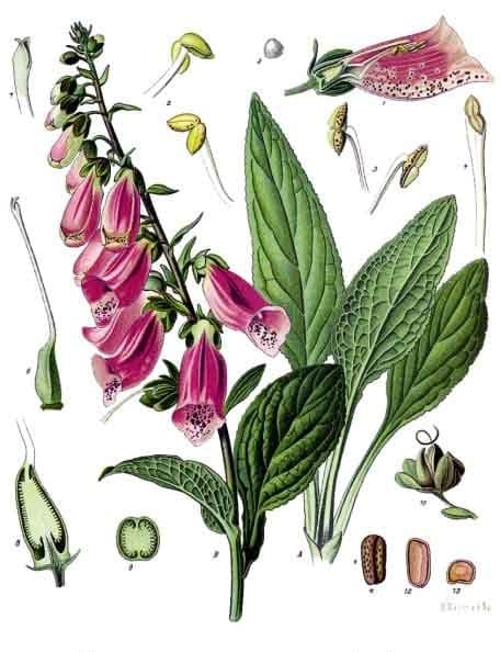 Fingerborgsblomma