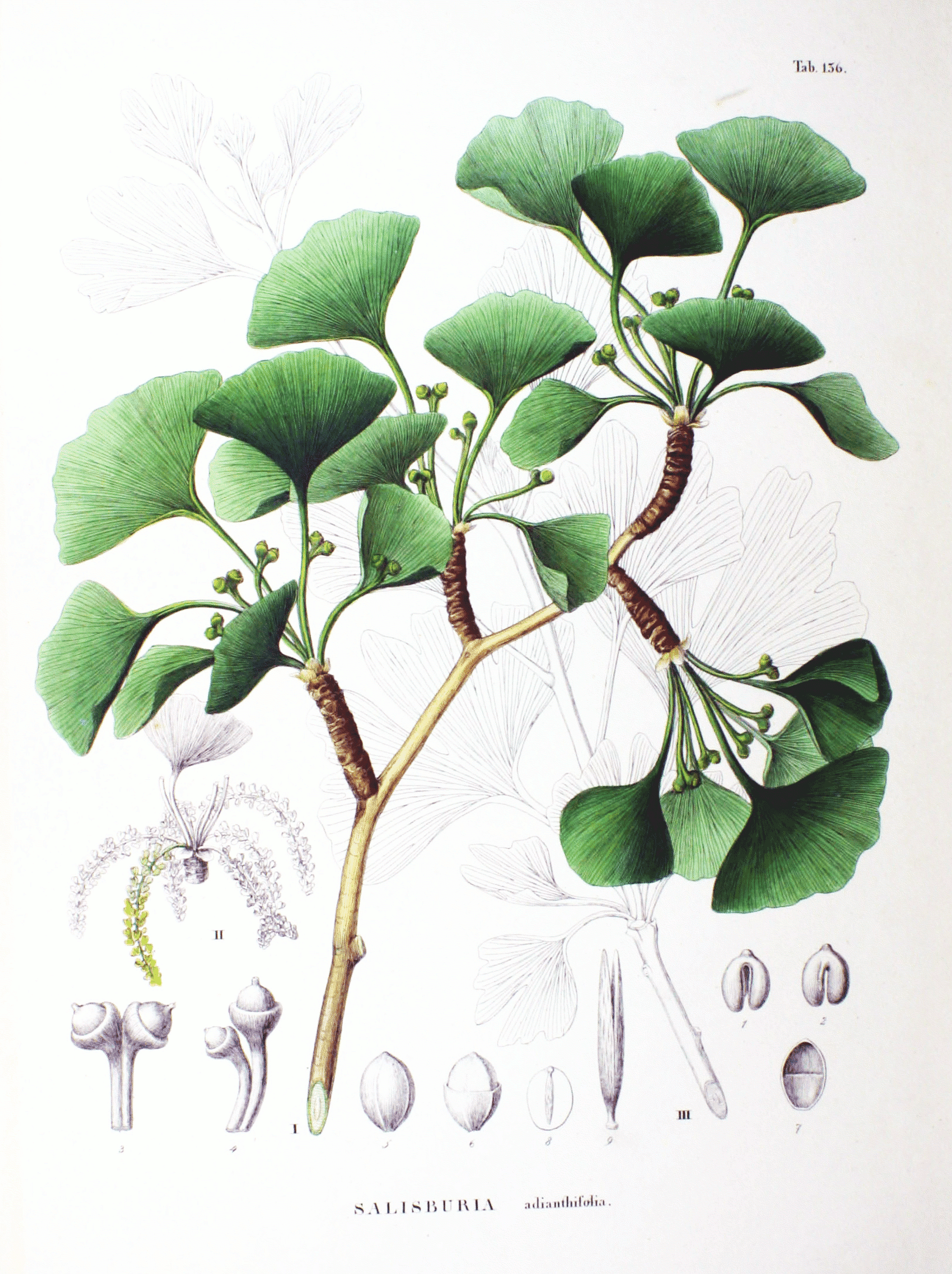 Ginkgo