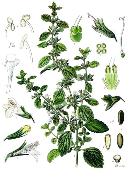 Citronmeliss