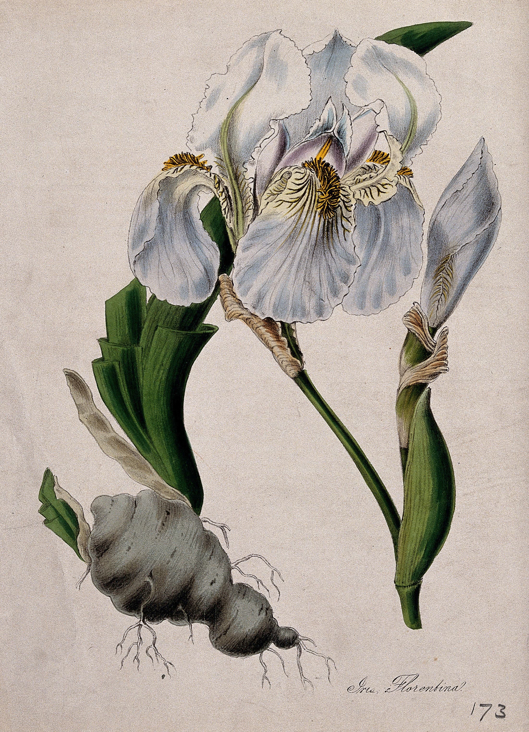 Iris