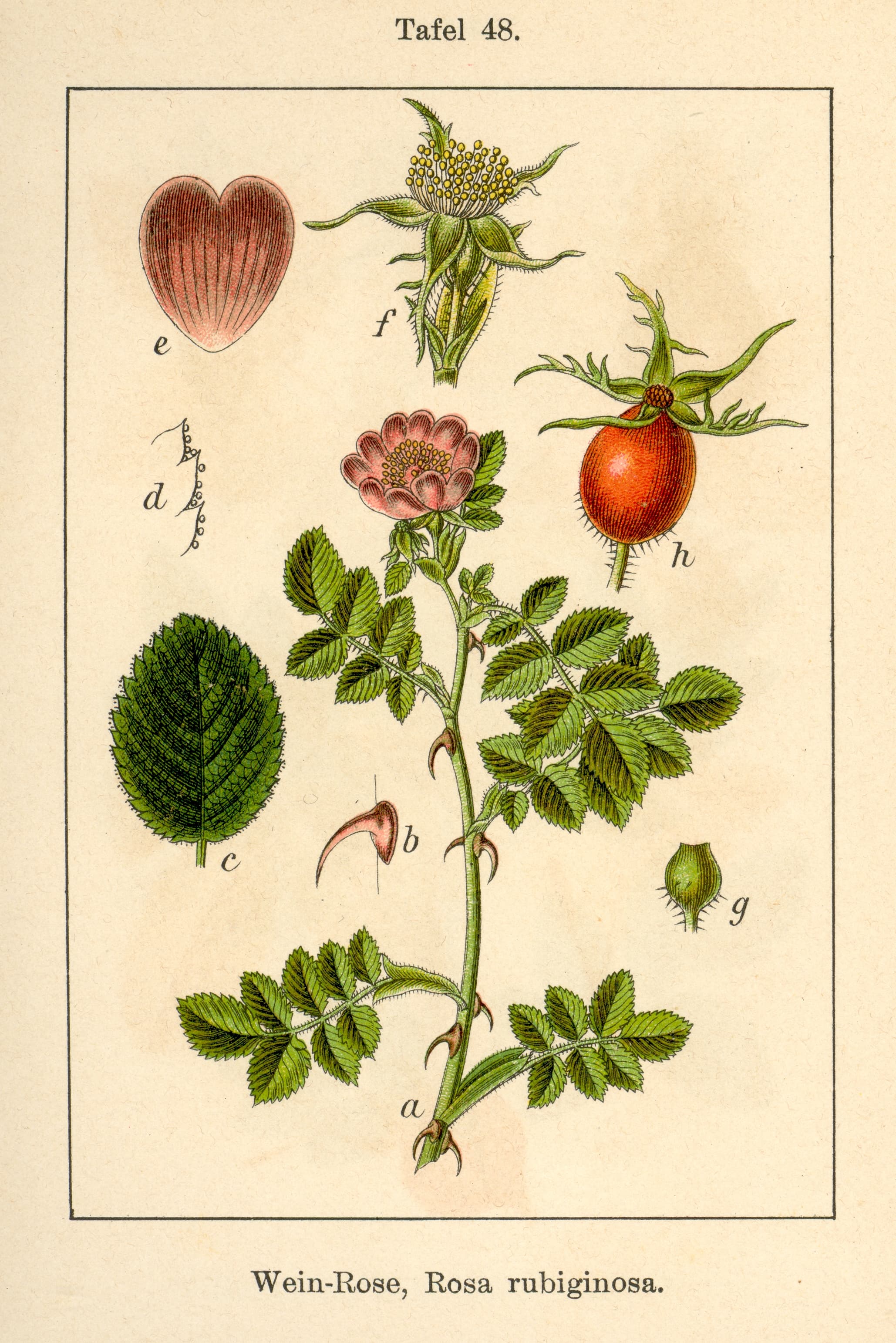 Englantinros