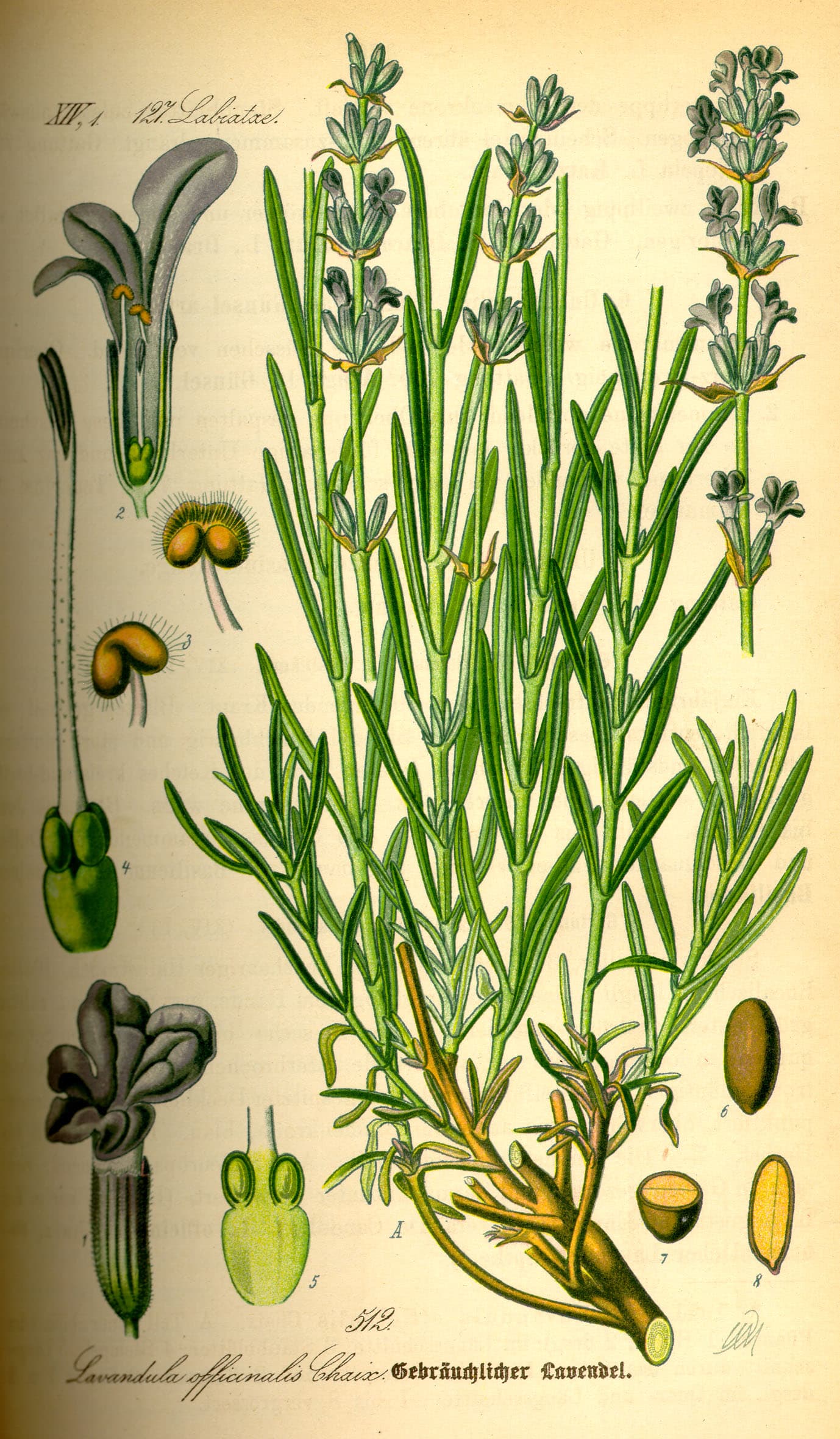 Lavendel kryddväxt