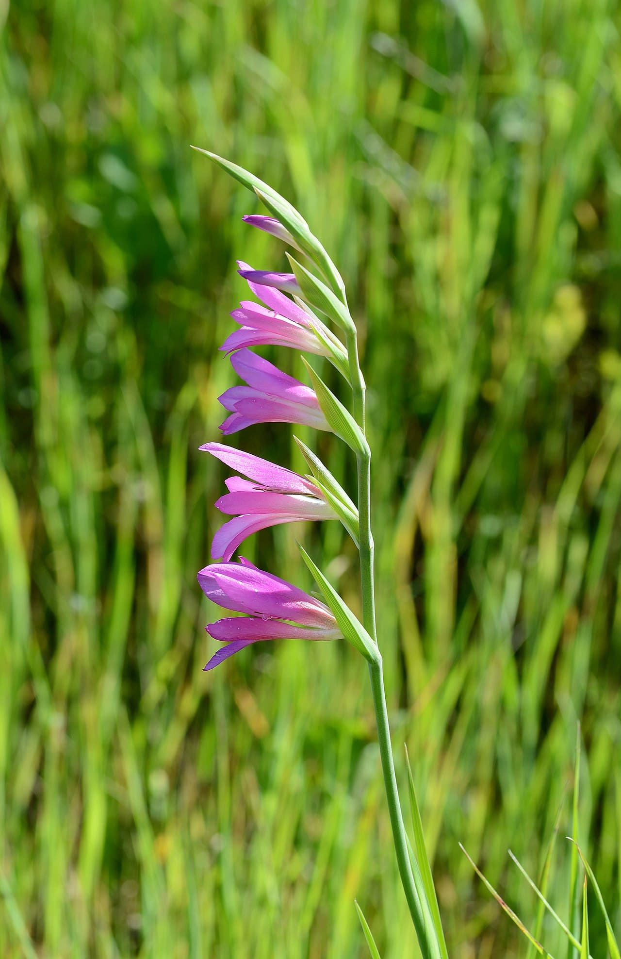 Gladiolus
