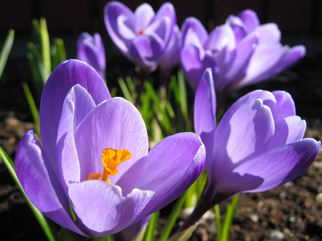 Krokus