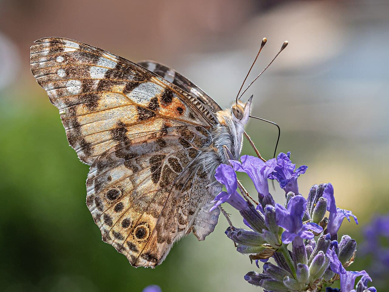 Lavendel